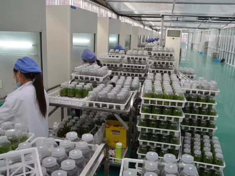 蜜柚视频了app下载汅api免费下载设备