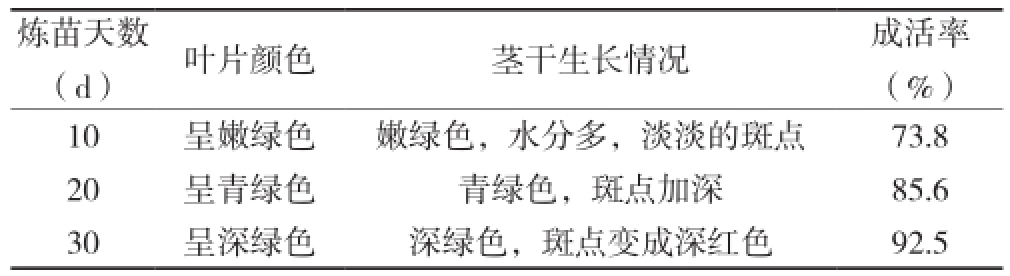 铁皮石斛蜜柚视频了app下载汅api免费下载苗驯化技术研究