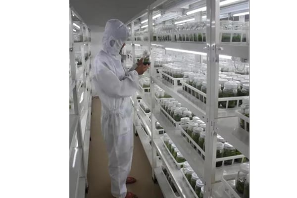 哪些因素影响木本植物的蜜柚视频了app下载汅api免费下载技术