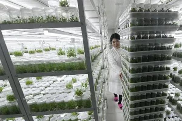 植物蜜柚视频了app下载汅api免费下载