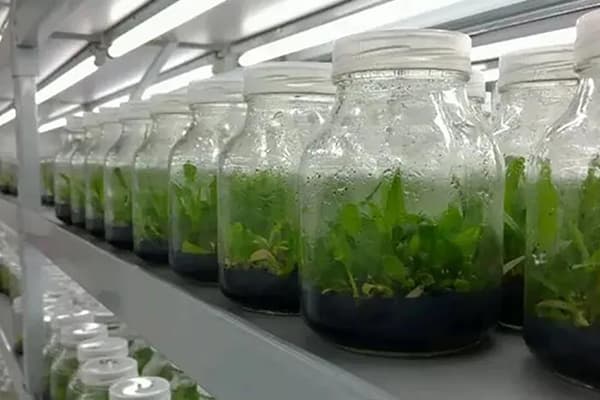 蜜柚视频了app下载汅api免费下载设备根据不同植物添加不同元素