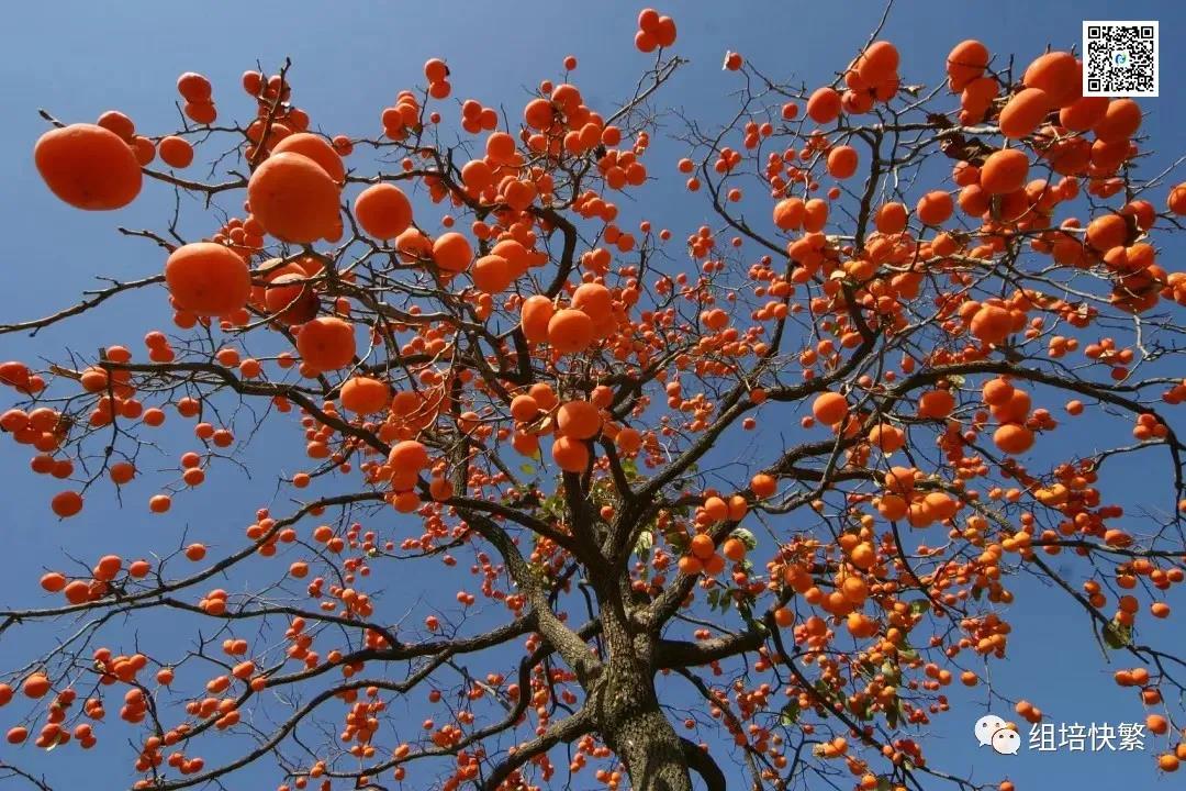 蜜柚视频了app下载汅api免费下载  蜜柚视频了app下载汅api免费下载架 蜜柚视频了app下载汅api免费下载室设计